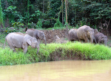 Kinabatangan River